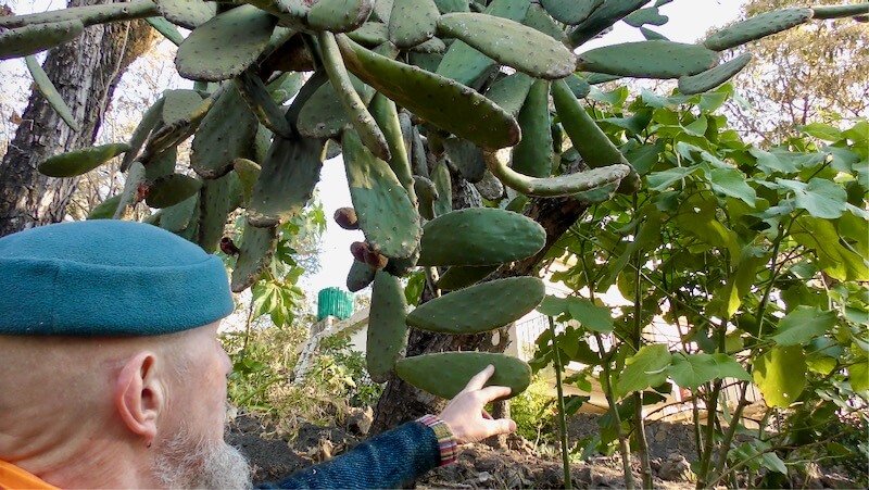Mexico 26: Cactii