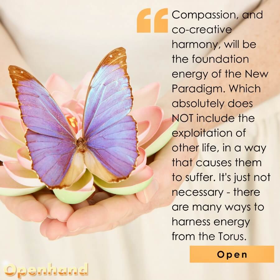 A Conscious Diet with Openhand