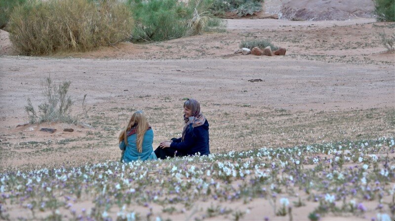 Arabia 26: Desert Blooms by Openhand