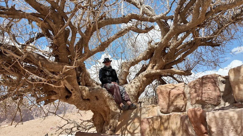 Arabia 26: Dragon Tree by Openhand