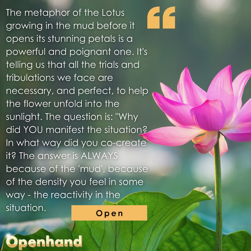 Lotus from Mud by Openhand