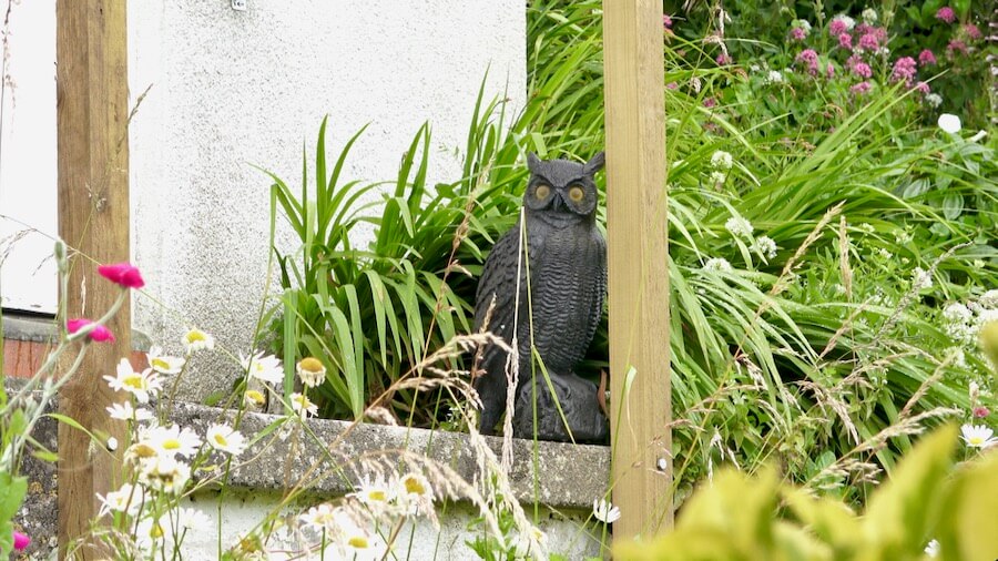 FSC 24: Owl