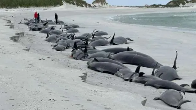 Pilot Whales moving on - Scotland