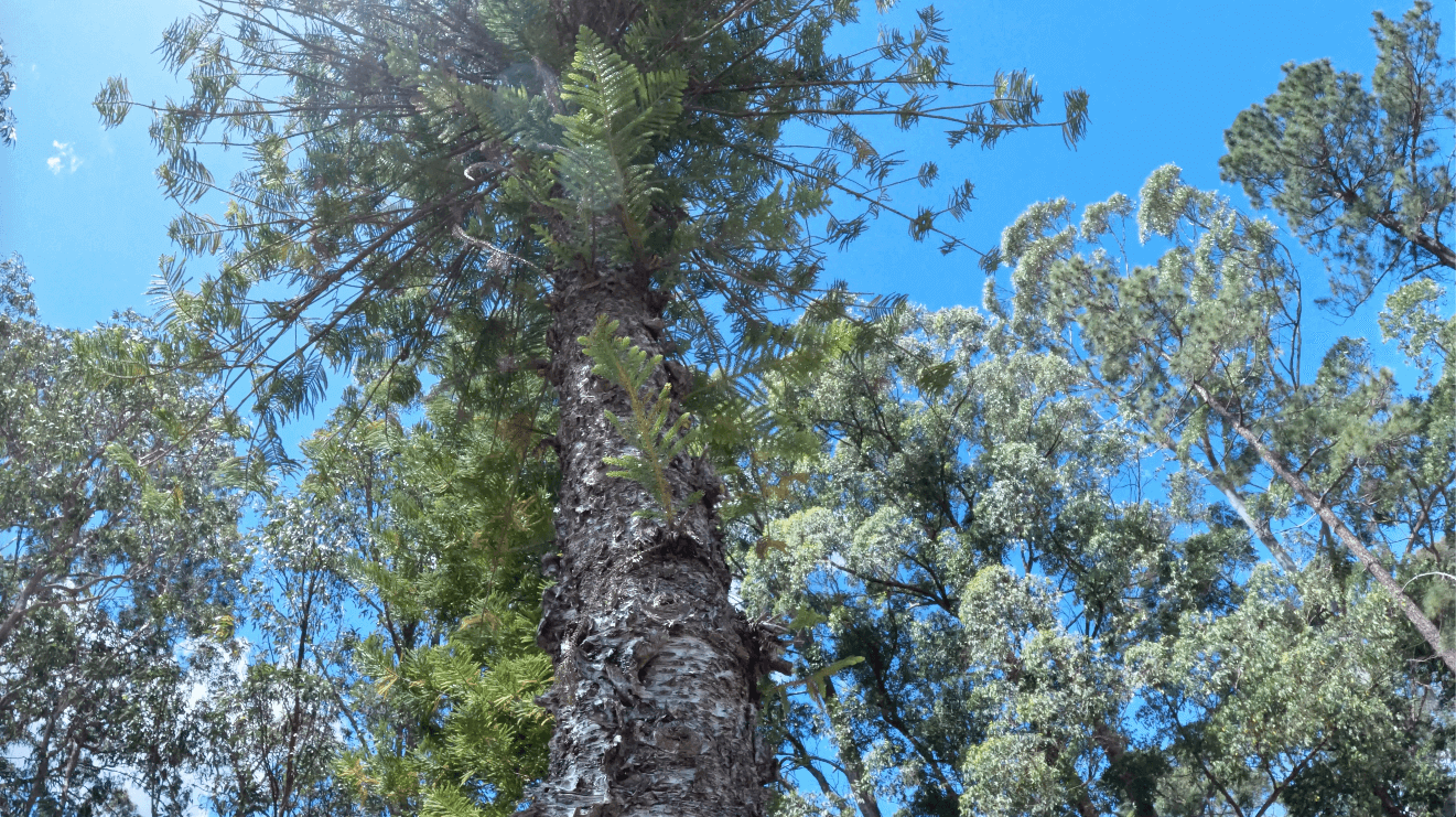 Sydney 2025: Rich and Vibrant Centre