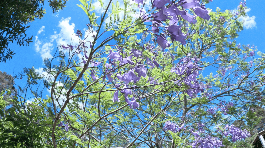 Sydney 2025: Spring Blossoms