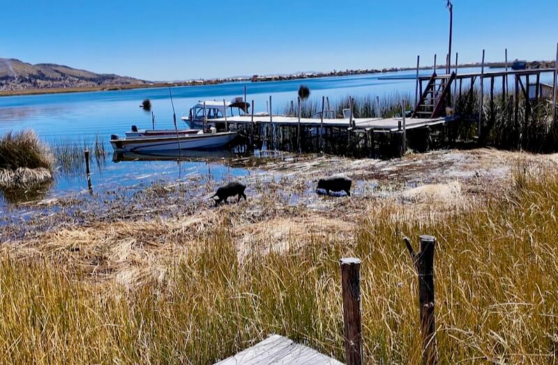 Titicaca: Wild Boar Medicine | Openhand