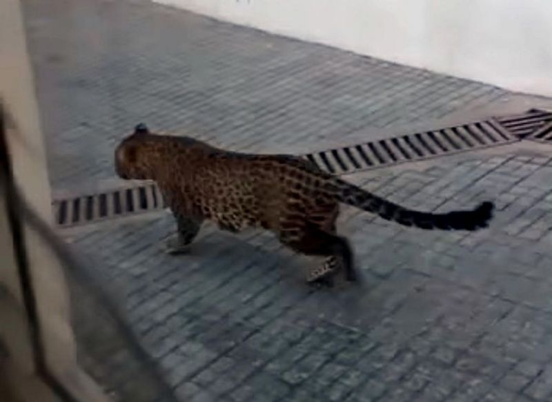 Himalayas 24: Mountain Leopard