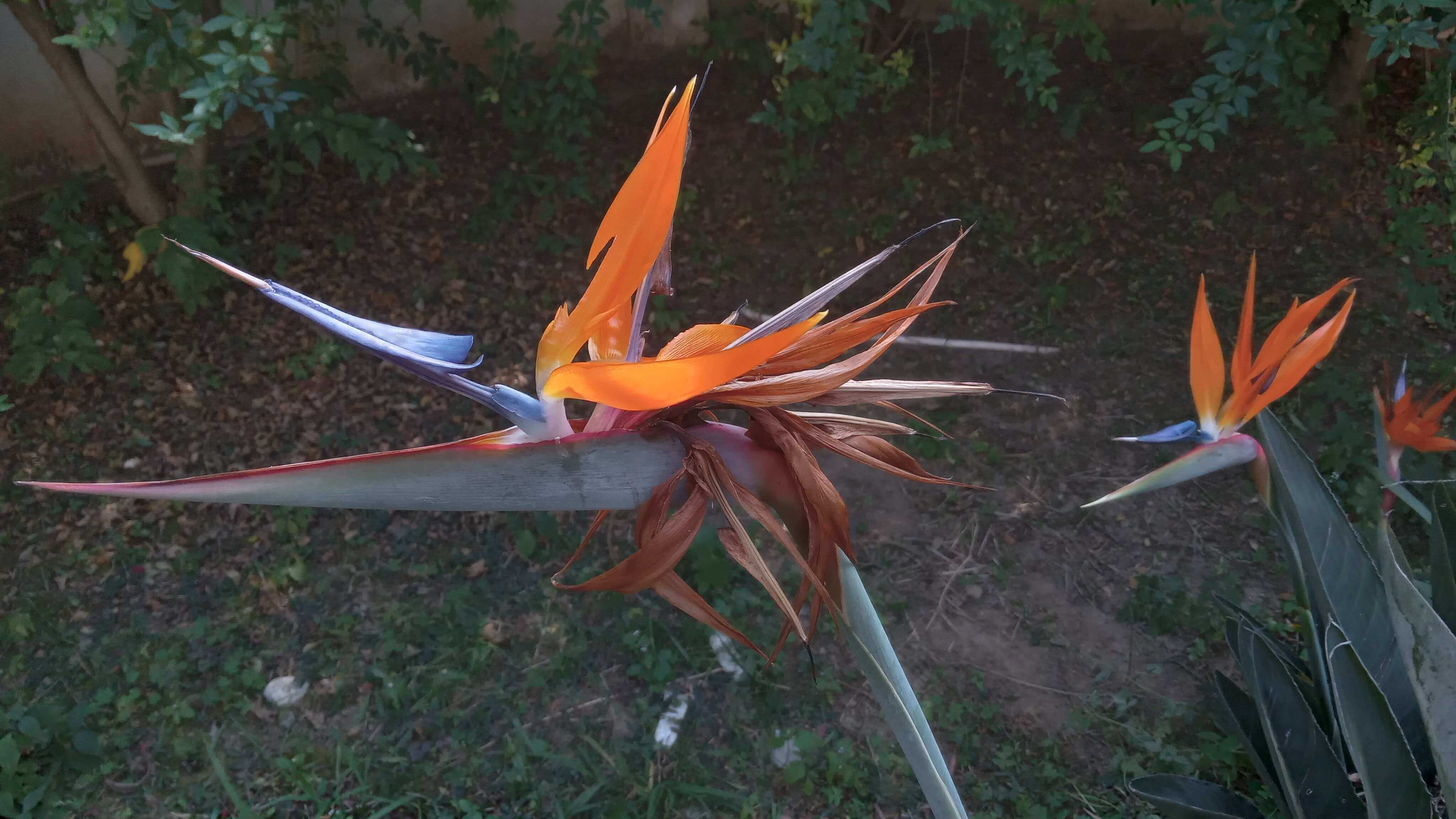 It is the bird of paradise, but I see Dragons😉