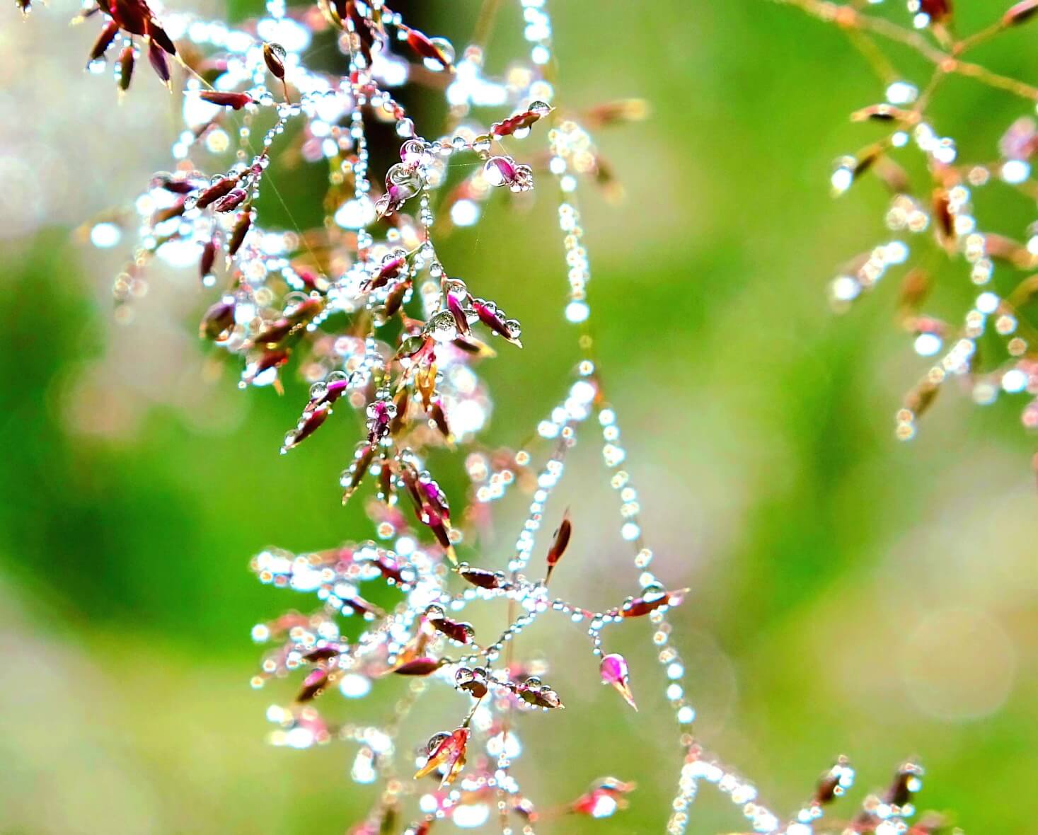 RainCrystals