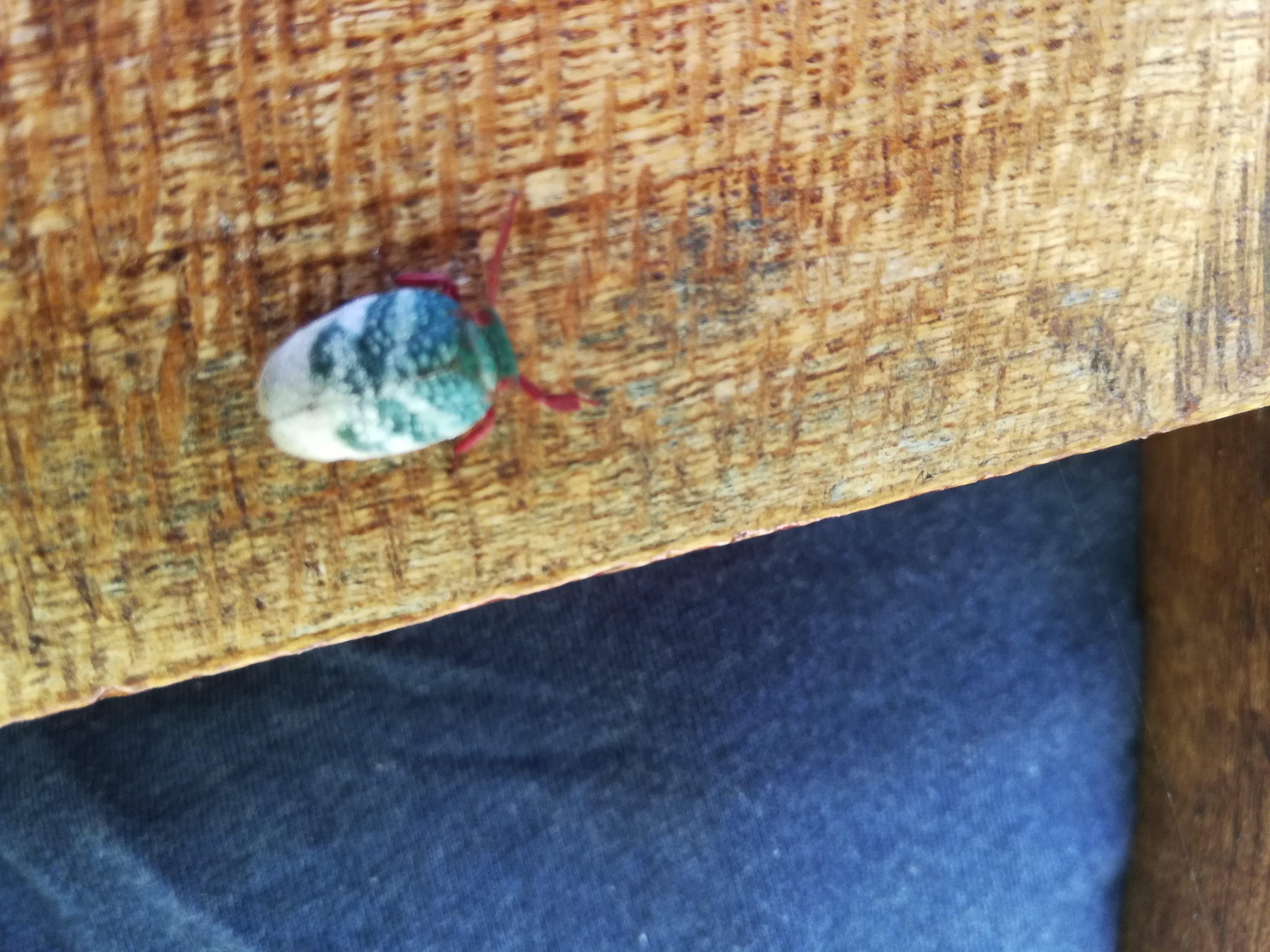 Beautiful and colourful bug outside my window. 