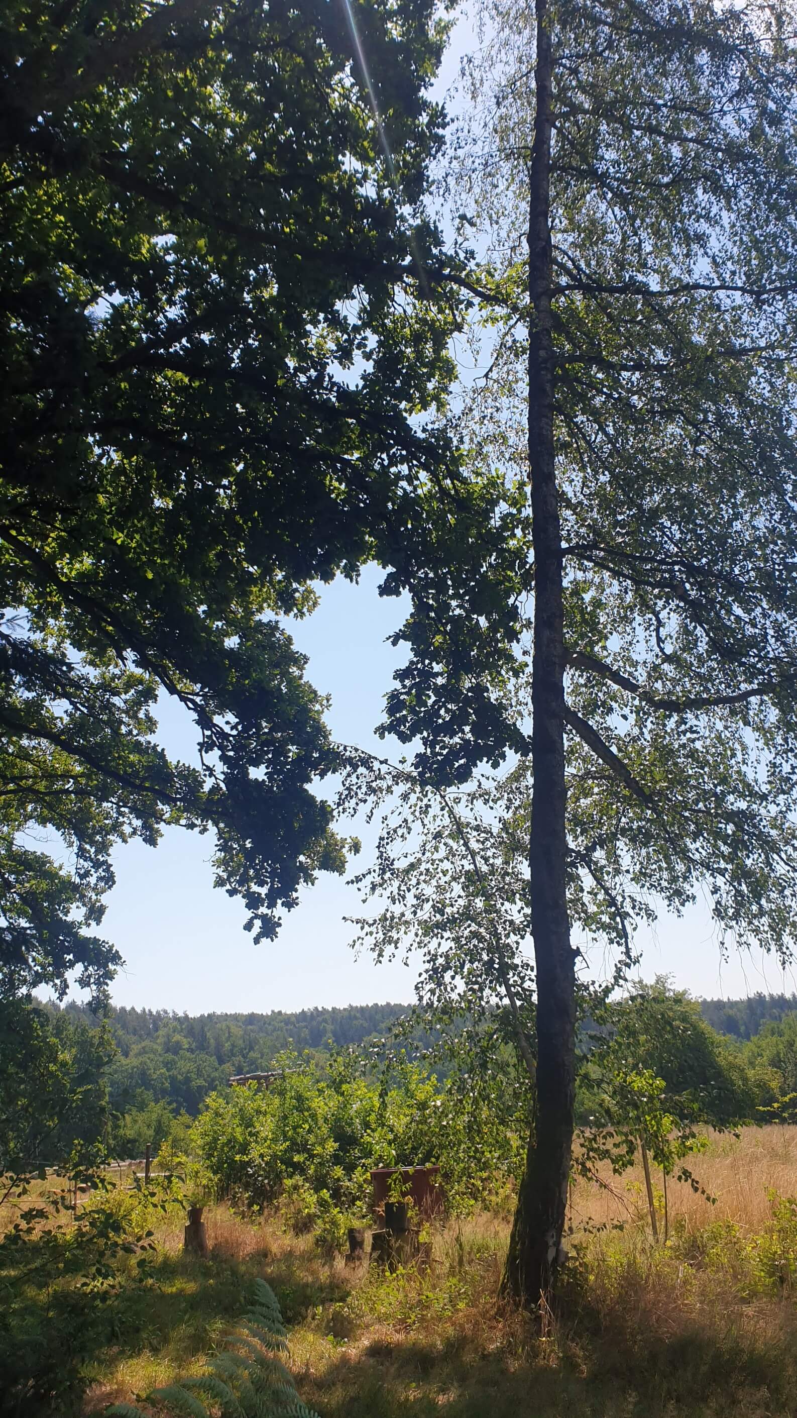 image.trees