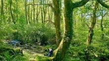 Divinicus 24 - Amongst the Trees