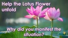 The Lotus Grows From Mud by Openhand