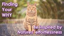 Nature's Effortlessness by Openhand